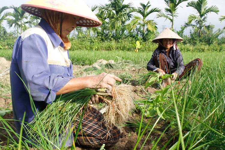 Kiệu rớt giá, nông dân vùng thủ phủ kiệu Quảng Ngãi lo “mất Tết” - Anh 1