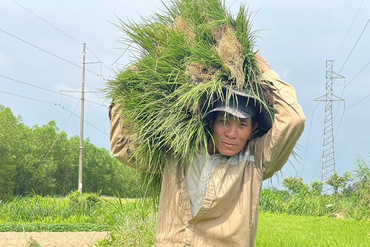 Kiệu rớt giá, nông dân vùng thủ phủ kiệu Quảng Ngãi lo “mất Tết” - Anh 2