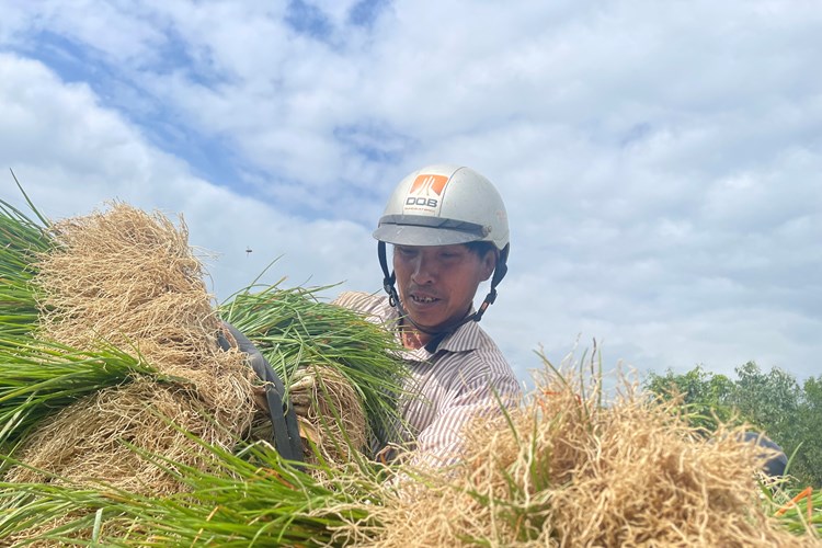 Kiệu rớt giá, nông dân vùng thủ phủ kiệu Quảng Ngãi lo “mất Tết” - Anh 4