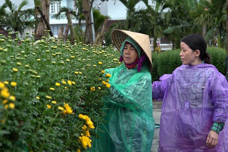 Làng hoa cúc ở Quảng Ngãi nhộn nhịp bán Tết - Anh 1