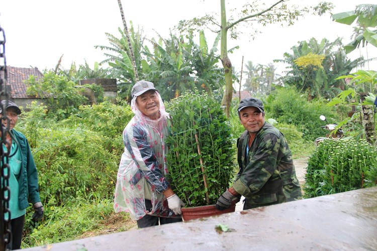 Làng hoa cúc ở Quảng Ngãi nhộn nhịp bán Tết - Anh 4