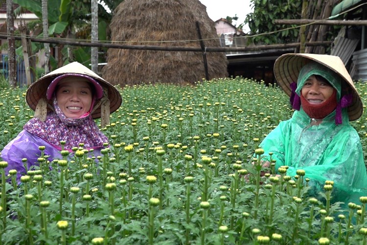 Làng hoa cúc ở Quảng Ngãi nhộn nhịp bán Tết - Anh 5