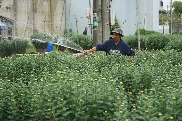 Trồng hoa cúc mùa Tết giúp người dân phát triển kinh tế gia đình - Anh 1