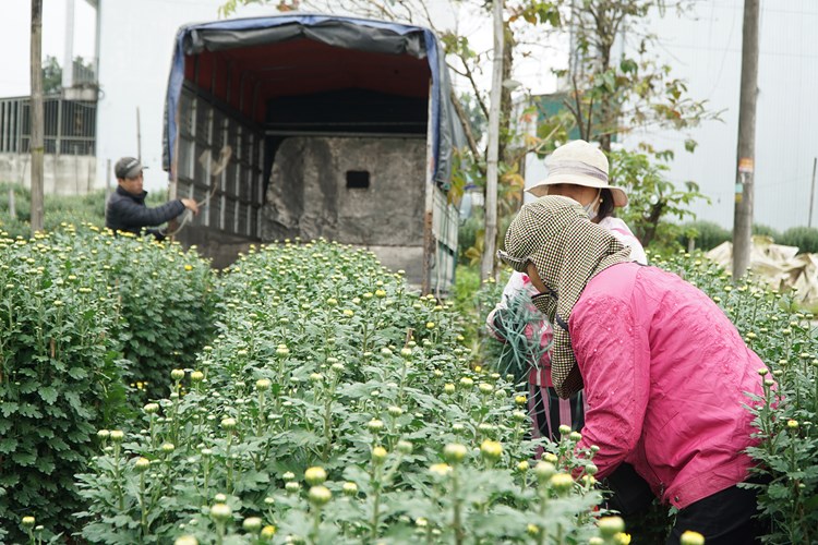 Trồng hoa cúc mùa Tết giúp người dân phát triển kinh tế gia đình - Anh 3
