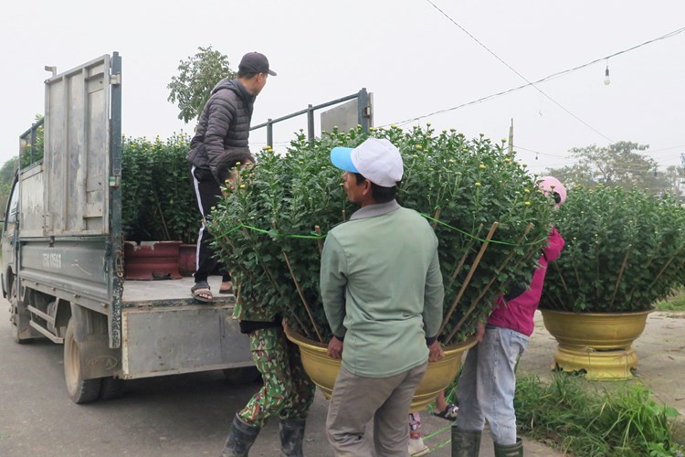 Trồng hoa cúc mùa Tết giúp người dân phát triển kinh tế gia đình - Anh 4