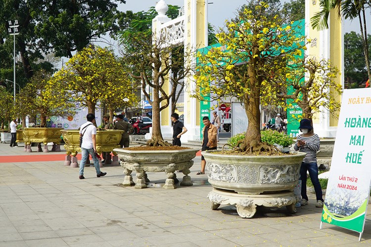 Ngắm những tuyệt tác Hoàng mai xứ Huế - Anh 1