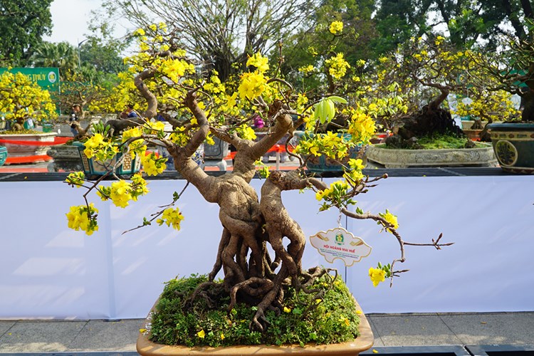 Ngắm những tuyệt tác Hoàng mai xứ Huế - Anh 6