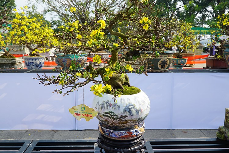 Ngắm những tuyệt tác Hoàng mai xứ Huế - Anh 7