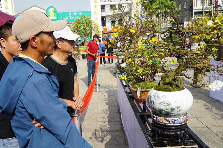 Ngắm những tuyệt tác Hoàng mai xứ Huế - Anh 8