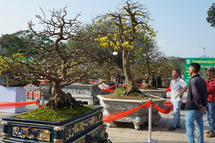 Ngắm những tuyệt tác Hoàng mai xứ Huế - Anh 3