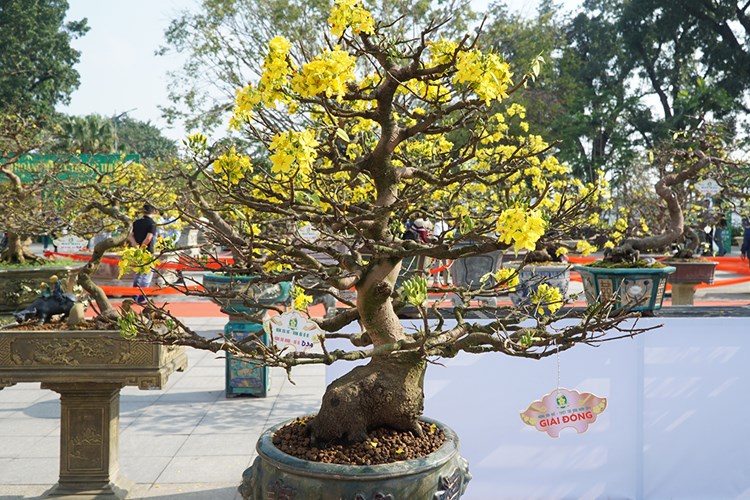 Ngắm những tuyệt tác Hoàng mai xứ Huế - Anh 4