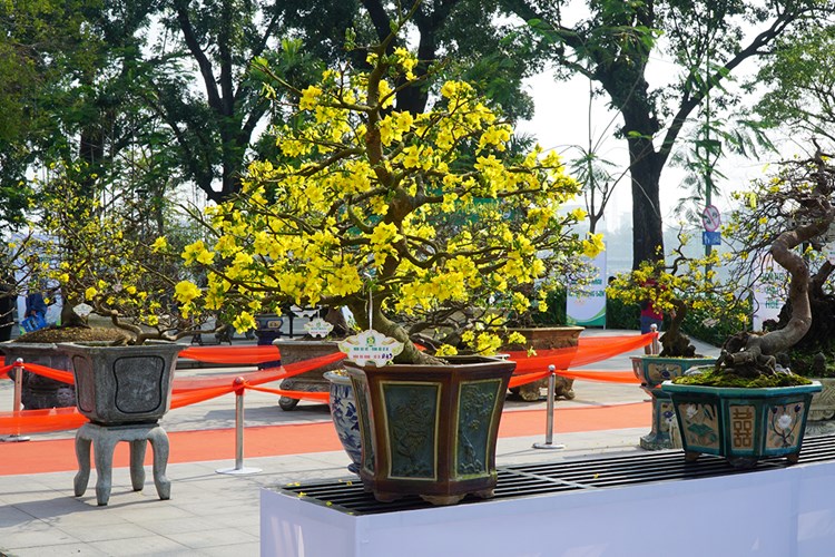 Ngắm những tuyệt tác Hoàng mai xứ Huế - Anh 5