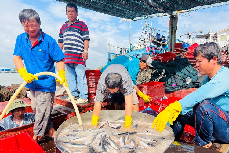 Chuyến biển cuối năm đầy “vị ngọt” của ngư dân Quảng Ngãi - Anh 1