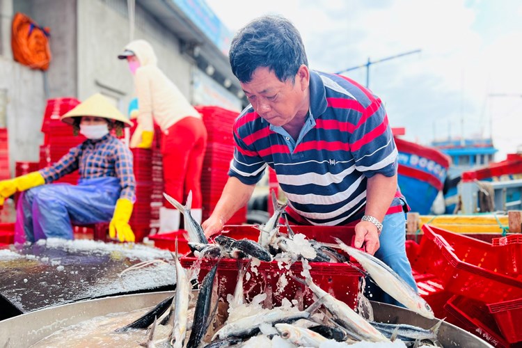 Chuyến biển cuối năm đầy “vị ngọt” của ngư dân Quảng Ngãi - Anh 2