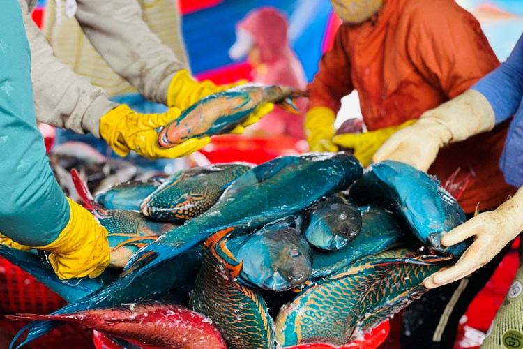 Chuyến biển cuối năm đầy “vị ngọt” của ngư dân Quảng Ngãi - Anh 4