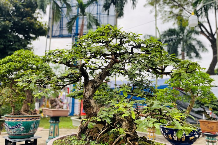 Đa dạng hoa, cây cảnh ở chợ hoa Xuân lớn nhất Quảng Ngãi - Anh 4