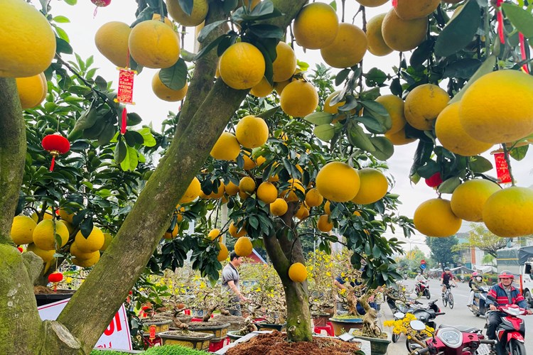 Đa dạng hoa, cây cảnh ở chợ hoa Xuân lớn nhất Quảng Ngãi - Anh 7