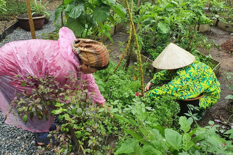 Đón Tết xanh tại Quảng Nam - Anh 5