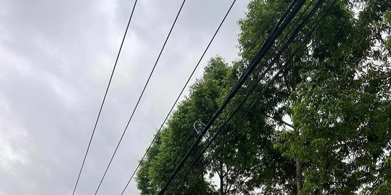 Chỉnh trang đô thị, đ​​​​​​​ang tâm triệt hạ hàng cây sao đen - Anh 1