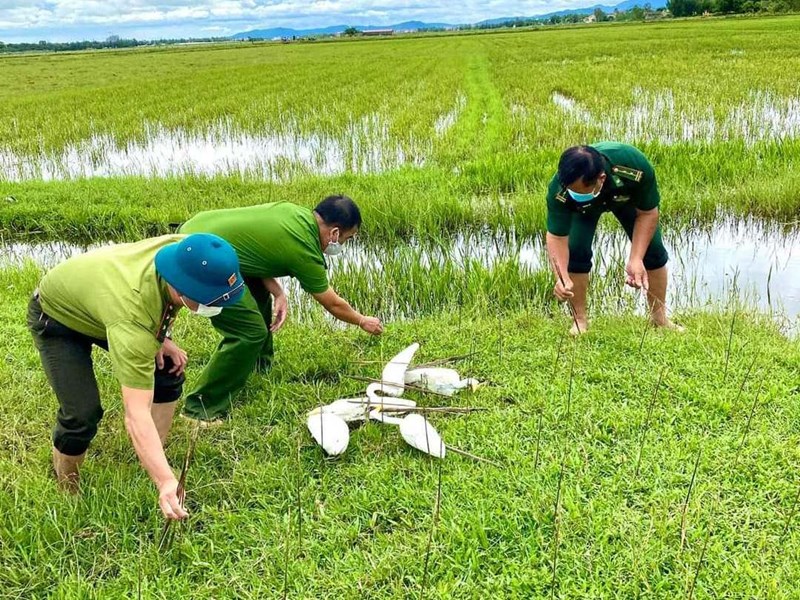Quảng Bình: Tiêu hủy hàng ngàn dụng cụ bẫy chim, cò trên đồng ruộng - Anh 2