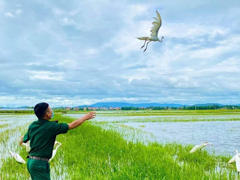 Quảng Bình: Tiêu hủy hàng ngàn dụng cụ bẫy chim, cò trên đồng ruộng - Anh 6