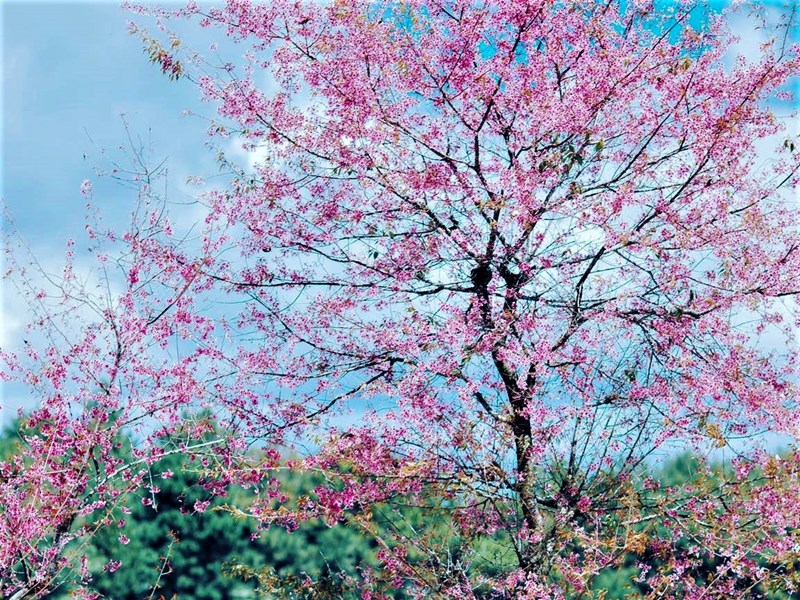 Đề nghị bổ sung cơ chế đặc thù cho thành phố Đà Lạt - Anh 3