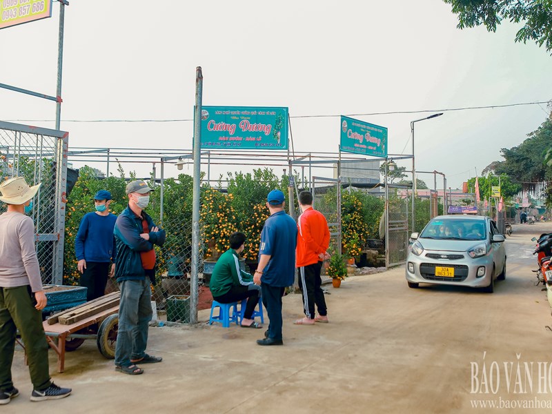 Quất Tứ Liên chuyển vàng, sẵn sàng đón Tết - Anh 18