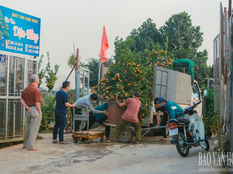 Quất Tứ Liên chuyển vàng, sẵn sàng đón Tết - Anh 1