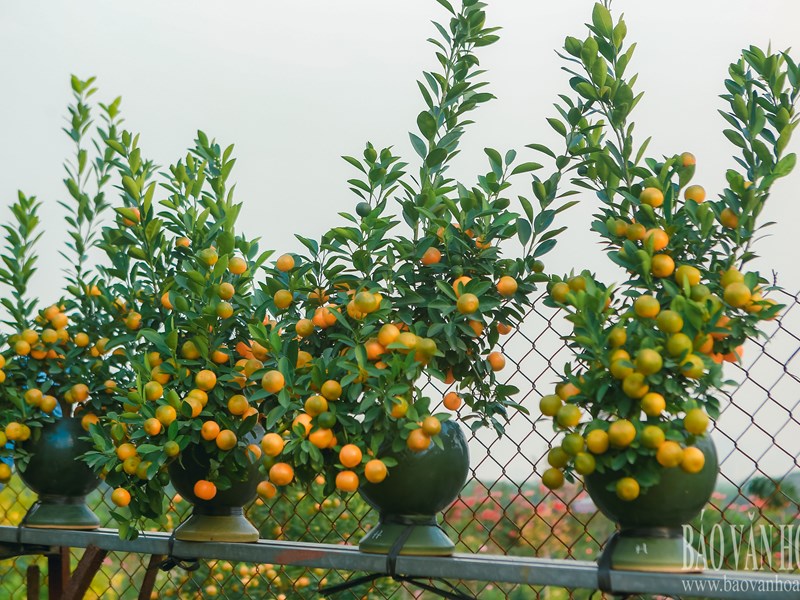 Quất Tứ Liên chuyển vàng, sẵn sàng đón Tết - Anh 14