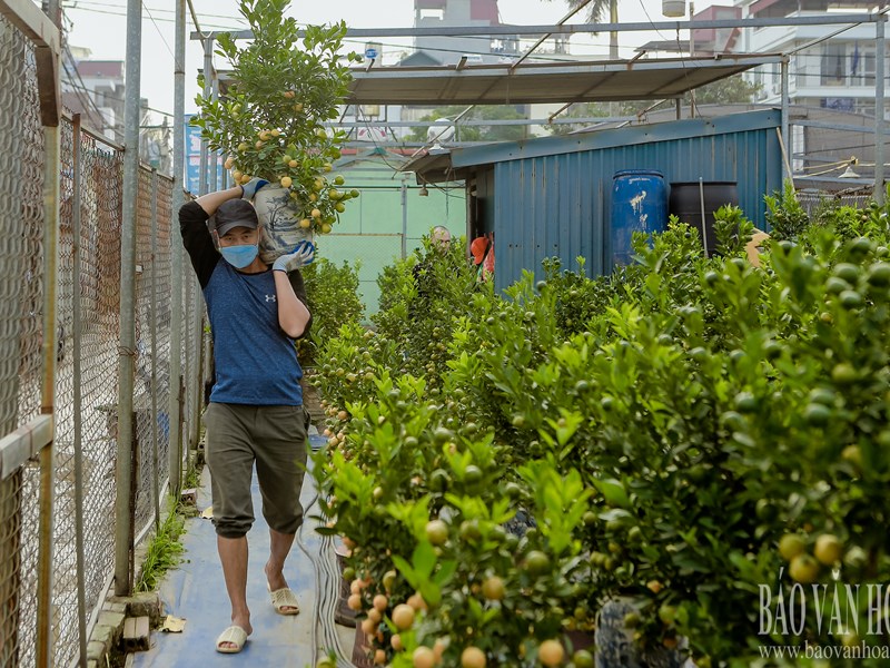 Quất Tứ Liên chuyển vàng, sẵn sàng đón Tết - Anh 4