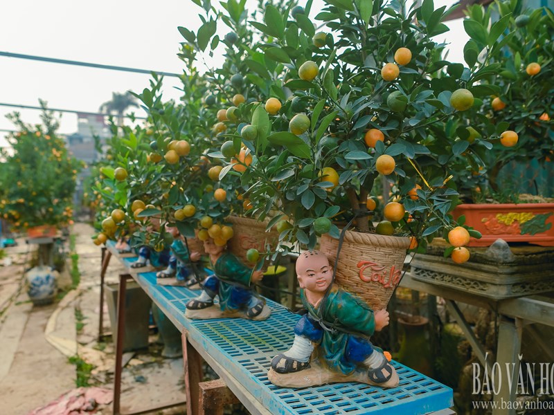 Quất Tứ Liên chuyển vàng, sẵn sàng đón Tết - Anh 12
