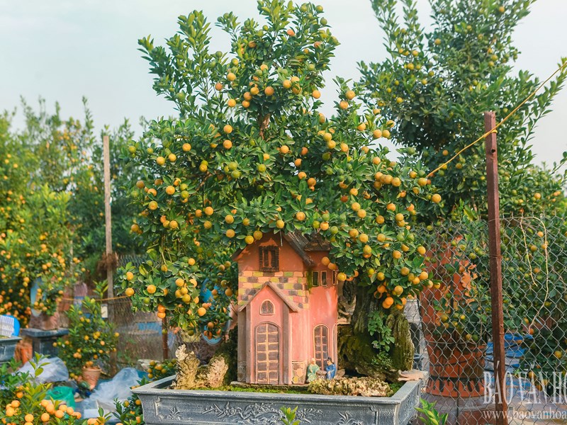 Quất Tứ Liên chuyển vàng, sẵn sàng đón Tết - Anh 9
