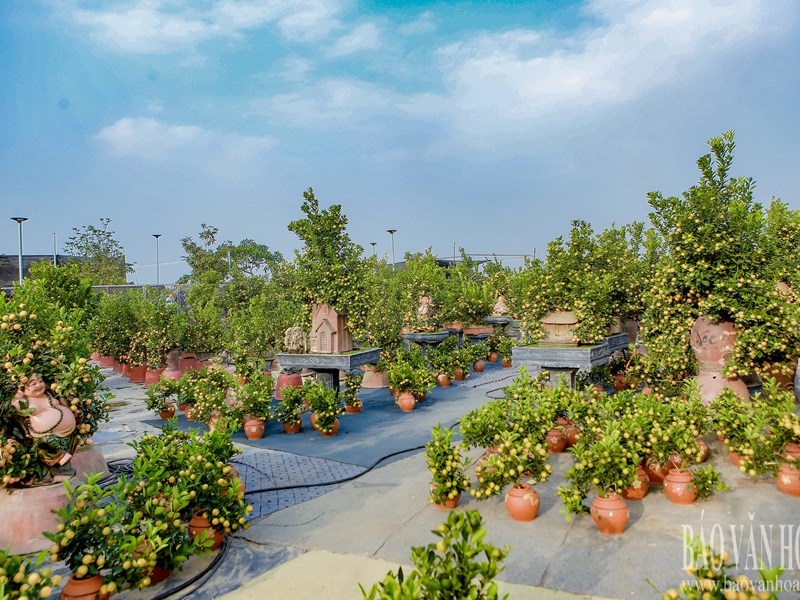 Quất Tứ Liên chuyển vàng, sẵn sàng đón Tết - Anh 17