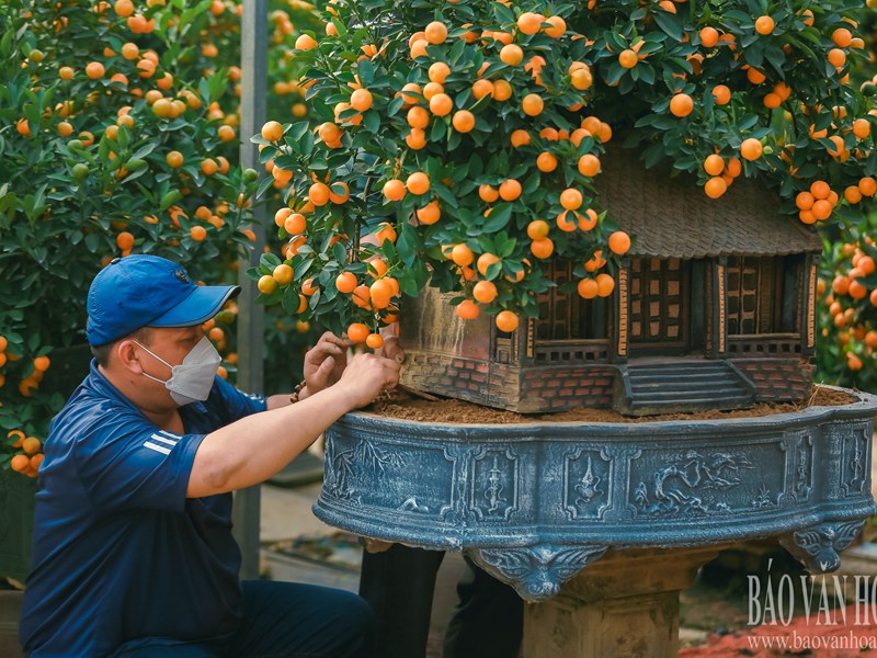 Quất Tứ Liên chuyển vàng, sẵn sàng đón Tết - Anh 3