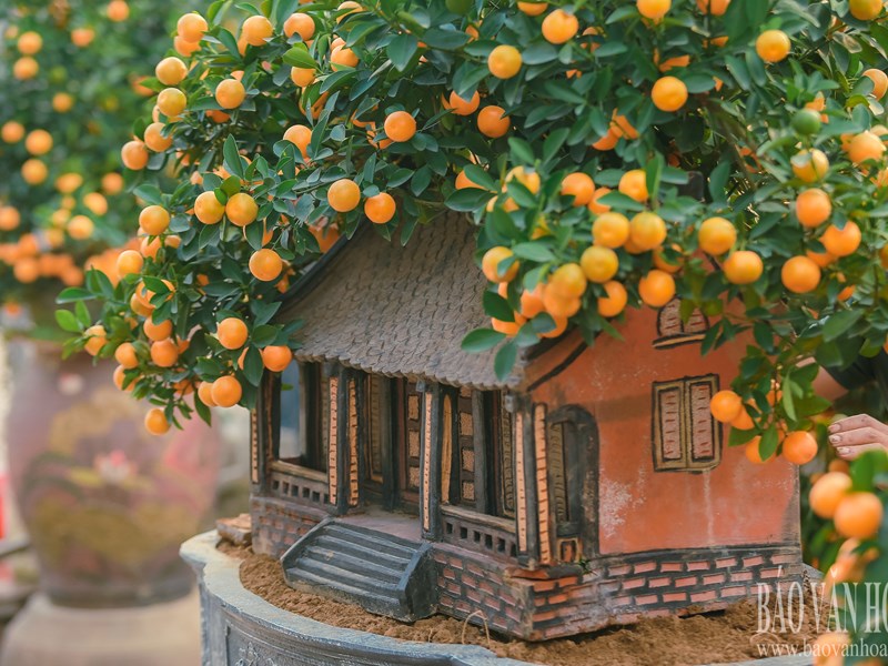 Quất Tứ Liên chuyển vàng, sẵn sàng đón Tết - Anh 7