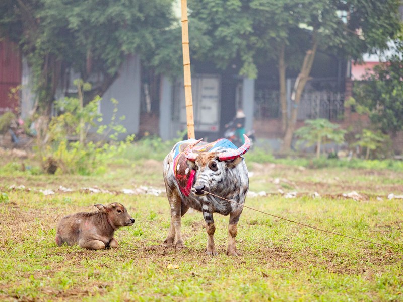 Những chú trâu rực rỡ trong Lễ hội Tịch điền - Anh 4