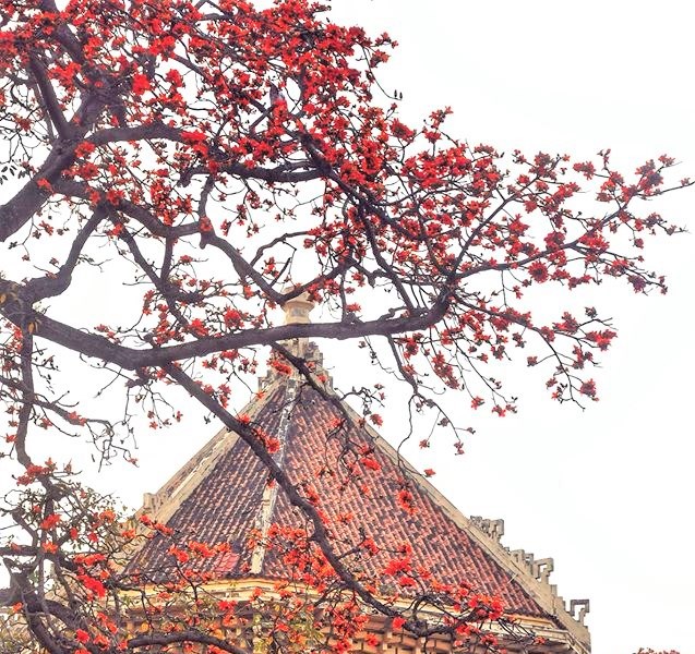 Ngắm hoa gạo tháng 3 ở Hà Nội - Anh 2