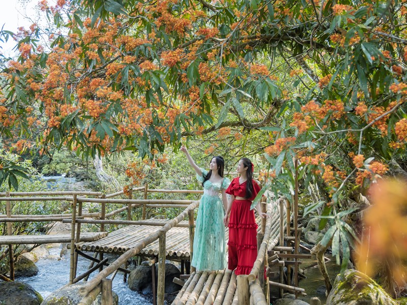 Ngỡ ngàng sắc hoa vàng anh bên suối Moọc - Anh 4