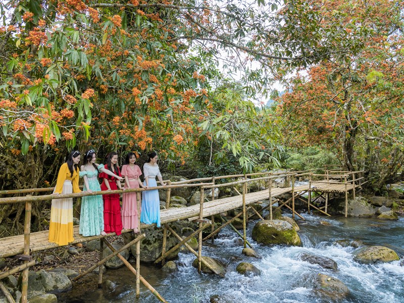 Ngỡ ngàng sắc hoa vàng anh bên suối Moọc - Anh 2