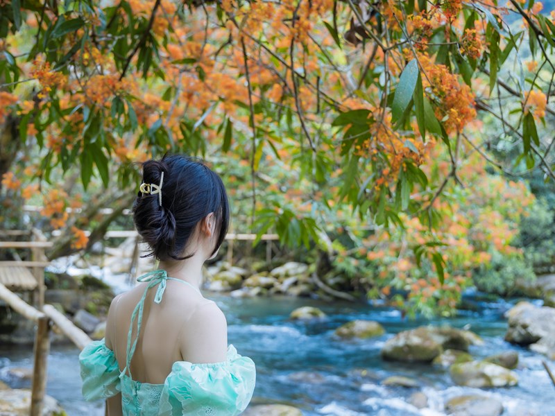 Ngỡ ngàng sắc hoa vàng anh bên suối Moọc - Anh 5