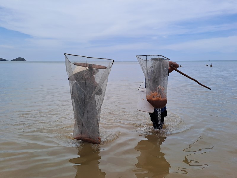 Ngư dân bãi ngang Quảng Bình hồ hởi đi xúc ruốc biển - Anh 2