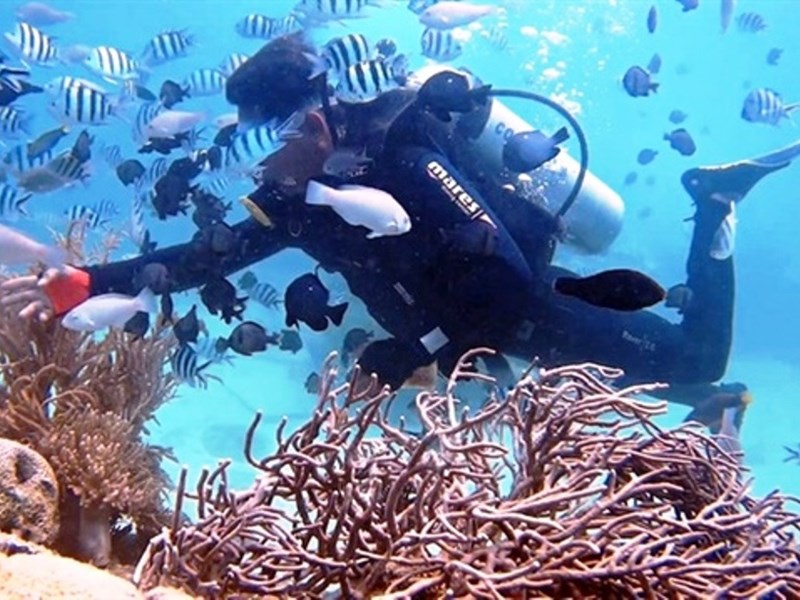 Tăng cường phục hồi, bảo tồn hệ sinh thái trong vịnh Nha Trang - Anh 3