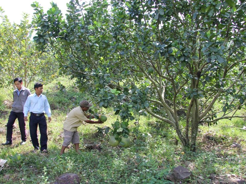Ninh Thuận: Phát triển du lịch cộng đồng vùng đồng bào Raglai và Churu - Anh 3