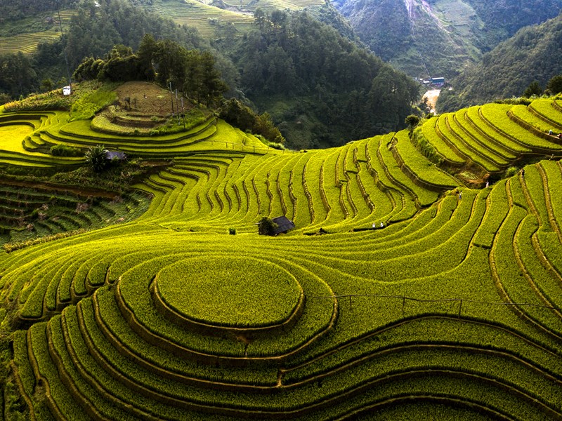 Sắc vàng ruộng bậc thang ở Mù Cang Chải - Anh 1