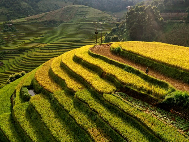 Sắc vàng ruộng bậc thang ở Mù Cang Chải - Anh 3