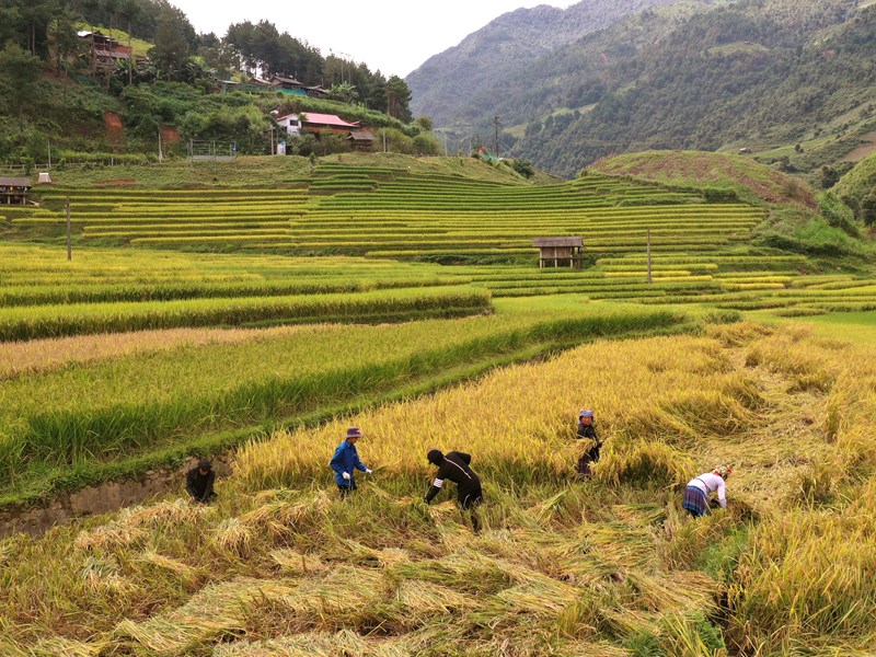 Sắc vàng ruộng bậc thang ở Mù Cang Chải - Anh 5