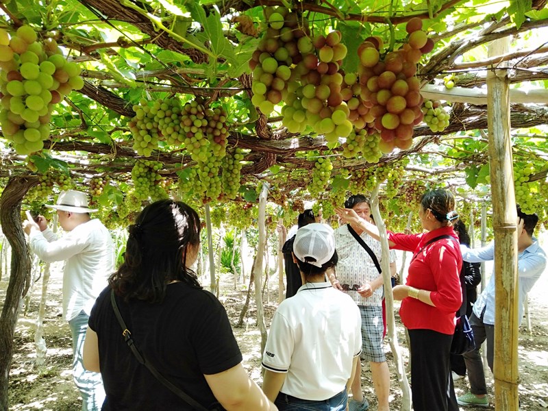 Ninh Thuận và Bình Thuận: Liên kết và hợp tác tác văn hóa, thể thao, du lịch - Anh 2