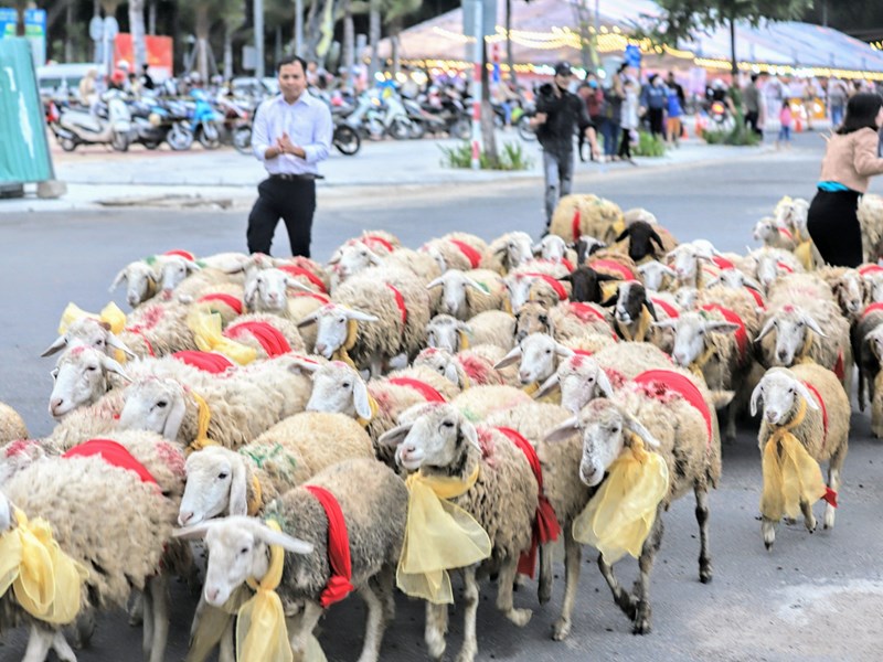 Ninh Thuận: Cừu 