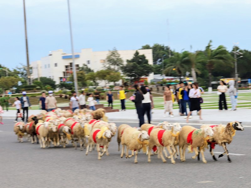 Ninh Thuận: Cừu 