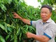 Từ ý chí người lính đến mô hình nông nghiệp doanh thu tiền tỉ